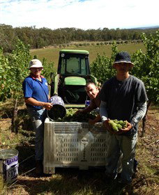 Toppers Mountain Wines - Rental Cars 2