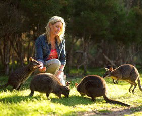 Pearcedale VIC Rental Cars