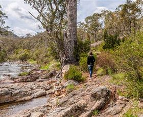 Old Mountain Road Walking Track - Rental Cars 2