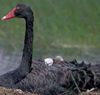 French Island Marine National Park - Rental Cars