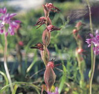 Carnamah-Eneabba Wildflower Drive - Rental Cars