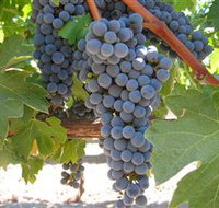 Joshuas Fault Wine - Rental Cars