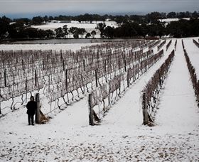 Savina Lane Premum Wines - Rental Cars 2