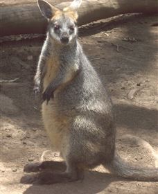 Sydney Incognita - Rental Cars 6