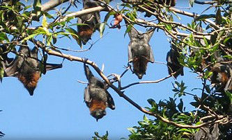 Blackbutt Reserve - Rental Cars 1