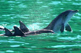 Sydney Weekend Adventures - Rental Cars 1