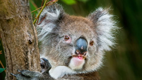 Brisbane Water National Park - Rental Cars 2