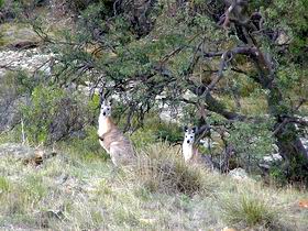 Saunders Gorge Sanctuary - Rental Cars 2