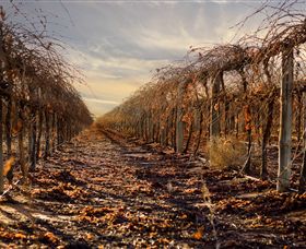 Andrew Peace Wines - Rental Cars 2