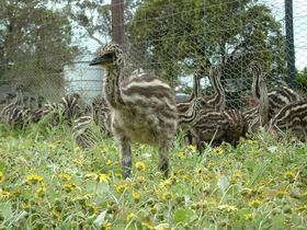 Avenue Emus - Rental Cars 1