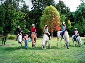 Limestone Coast Horseriding - Rental Cars 0