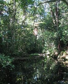 Wabunga Wayemba (Charmillan Creek Walking Track) - Rental Cars 0