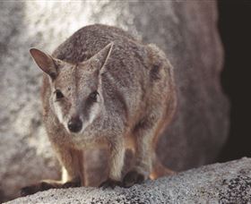 Arcadia At Magnetic Island - Rental Cars 2
