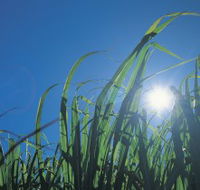 Australian Sugar Industry Museum - Rental Cars