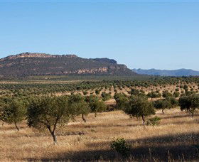 Grampians Olive Co. (Toscana Olives) - Rental Cars 1