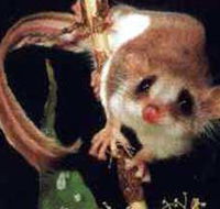 Carrowong Fauna Sanctuary - Rental Cars