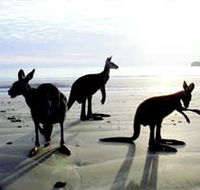Hibiscus Coast - Rental Cars