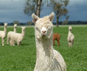Creswick Woollen Mills - Rental Cars 1