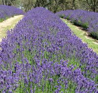 Yuulong Lavender Estate - Rental Cars