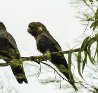 Conimbla National Park - Rental Cars