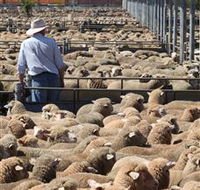 Livestock Marketing Centre - Rental Cars