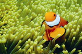 Hardy Reef - Rental Cars 3