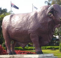 Rockhampton Bull Statues - Rental Cars