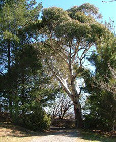 Habitat Vineyard - Rental Cars 1