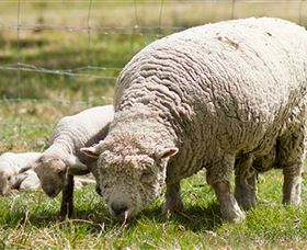 Short Sheep Micro-Winery - Rental Cars 6