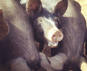 Ravens Creek Farm - Rental Cars 3