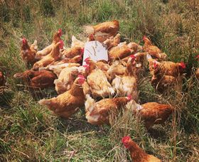 Ravens Creek Farm - Rental Cars 6