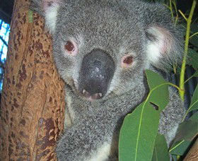 Hunter Valley Zoo - Rental Cars 0