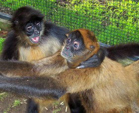 Hunter Valley Zoo - Rental Cars 5