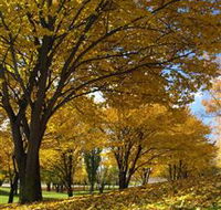 Centennial Park at Cooma - Rental Cars