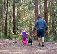 Olney State Forest - Watagan Mountains - Rental Cars