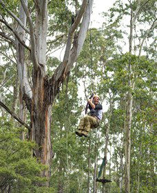 TreeTop Adventure Park Central Coast - Rental Cars 2