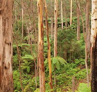 Cycle Mogo State Forest - Rental Cars