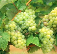 Red Tail Wines - Rental Cars