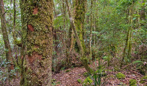 Falcorostrum Loop Walking Track - Rental Cars 2