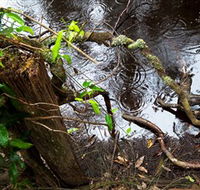 Mogo Bushwalk - Rental Cars