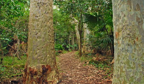 Depot Beach Rainforest Walk - Rental Cars 0