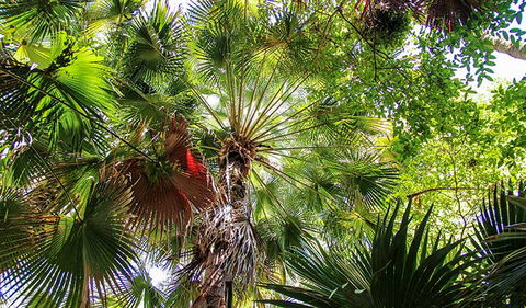 Depot Beach Rainforest Walk - Rental Cars 2