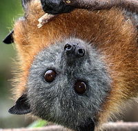 Wingham Brush Nature Reserve - Rental Cars