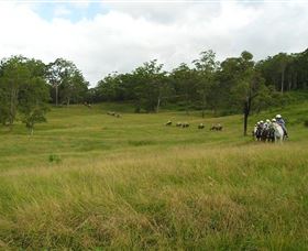 Numinbah Valley Adventure Trails - Rental Cars 0