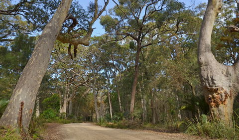 North Head Lookout - Rental Cars 1