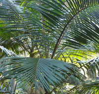 Bangalore Falls walking track - Rental Cars