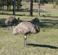 Glen Ian Ostrich and Emu Farm - Rental Cars