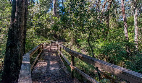 Dawson River Walking Track - Rental Cars 3