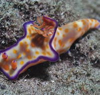 Curtain Artificial Reef Dive Site - Rental Cars