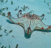 The Pines Dive Site - Rental Cars